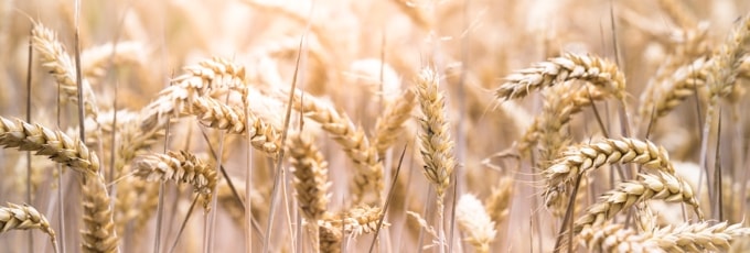 小麦（小麦先物）のCFD取引とは？